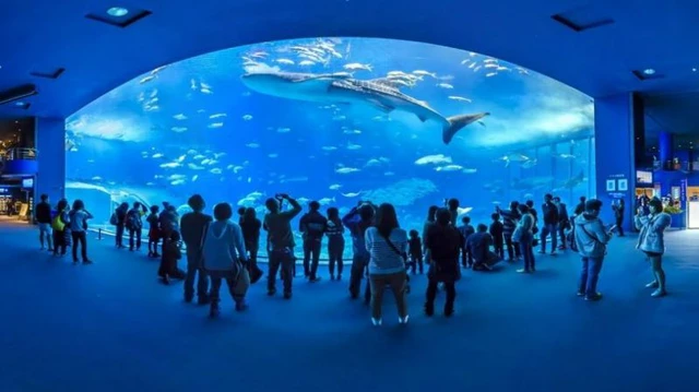 Trầm cảm ở động vật - Căn bệnh đáng buồn ở các loài thú do chính con người gây ra - Ảnh 6. Trầm cảm ở động vật - Căn bệnh đáng buồn ở các loài thú do chính con người gây ra - Ảnh 6.