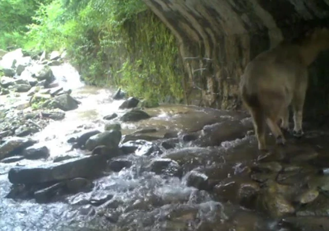Linh ngưu: Loài vật mang thân hình của bò tót, trông thì có vẻ hiền lành nhưng lại dữ tợn hơn hổ báo - Ảnh 2. Linh ngưu: Loài vật mang thân hình của bò tót, trông thì có vẻ hiền lành nhưng lại dữ tợn hơn hổ báo - Ảnh 2.