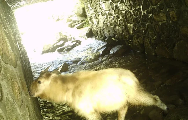 Linh ngưu: Loài vật mang thân hình của bò tót, trông thì có vẻ hiền lành nhưng lại dữ tợn hơn hổ báo - Ảnh 3. Linh ngưu: Loài vật mang thân hình của bò tót, trông thì có vẻ hiền lành nhưng lại dữ tợn hơn hổ báo - Ảnh 3.