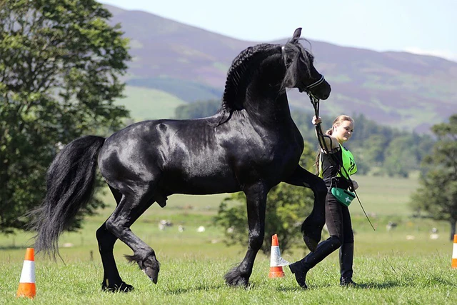 Câu chuyện về ngựa thuần hóa! - Ảnh 2. Câu chuyện về ngựa thuần hóa! - Ảnh 2.