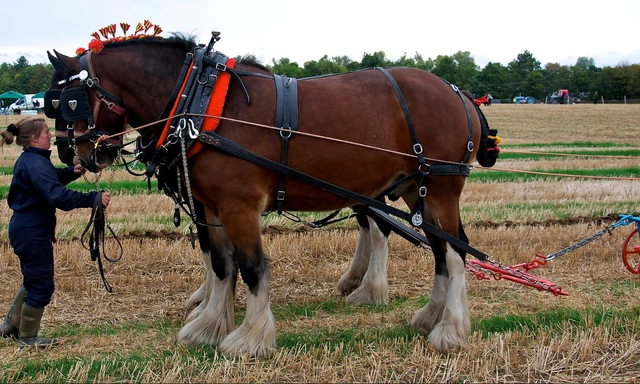 Câu chuyện về ngựa thuần hóa! - Ảnh 1. Câu chuyện về ngựa thuần hóa! - Ảnh 1.