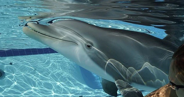 Cũng là robot, nhưng sao nhìn chúng lạ thế? - Ảnh 8. Cũng là robot, nhưng sao nhìn chúng lạ thế? - Ảnh 8.