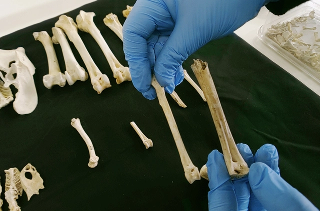 Nghi&ecirc;n cứu mới cho thấy g&agrave; rừng đ&atilde; được thuần h&oacute;a từ những vựa l&uacute;a v&ugrave;ng Đ&ocirc;ng Nam &Aacute; - Ảnh 4.