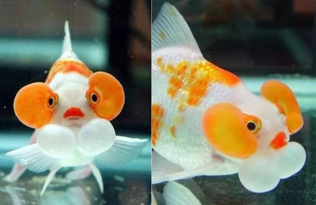 Cá vàng, loài cá đáng thương nhất trên hành tinh của chúng ta - Ảnh 13. Cá vàng, loài cá đáng thương nhất trên hành tinh của chúng ta - Ảnh 13.