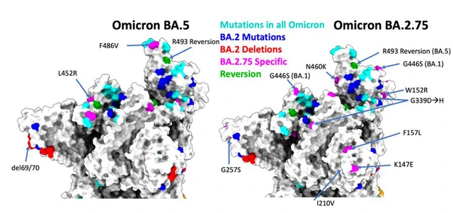 Đ&aacute;nh gi&aacute; BA.5: Bản n&acirc;ng cấp thế hệ thứ 3 của Omicron, cho hiệu năng l&acirc;y lan v&agrave; t&aacute;i nhiễm mạnh nhất kể từ đầu dịch COVID-19 - Ảnh 5.