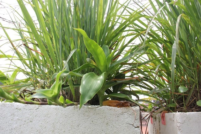 Dịch sốt xuất huyết bùng phát, thử ngay 4 món đuổi muỗi cực lành tính này để phòng ngừa - Ảnh 16. Dịch sốt xuất huyết bùng phát, thử ngay 4 món đuổi muỗi cực lành tính này để phòng ngừa - Ảnh 16.