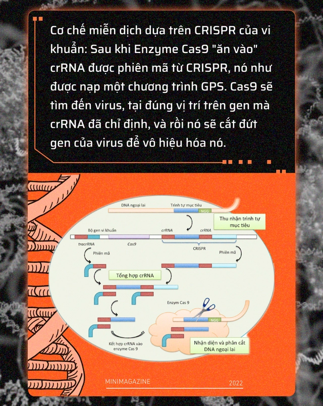 Tròn một thập kỷ CRISPR: Từ nghiên cứu bị lãng quên đến giải Nobel kiến tạo kỷ nguyên mới - Ảnh 5. Tròn một thập kỷ CRISPR: Từ nghiên cứu bị lãng quên đến giải Nobel kiến tạo kỷ nguyên mới - Ảnh 5.