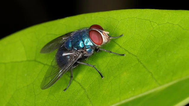 Bạn kh&ocirc;ng thể bắt ruồi bằng tay kh&ocirc;ng, bởi ch&uacute;ng sống ở một tần số qu&eacute;t cao hơn lo&agrave;i người ch&uacute;ng ta - Ảnh 3.