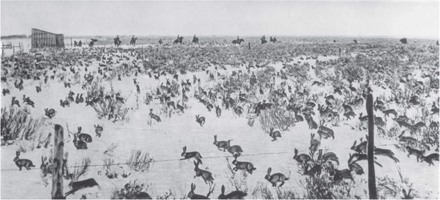 Cuộc t&agrave;n s&aacute;t thỏ lớn nhất lịch sử: Khi virus kh&ocirc;ng c&ograve;n tiến h&oacute;a theo lối m&ograve;n - Ảnh 3.