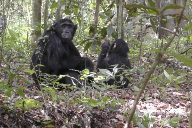 Tinh tinh rừng nhiệt đới đã biết đào giếng để lấy nước sạch uống - Ảnh 2. Tinh tinh rừng nhiệt đới đã biết đào giếng để lấy nước sạch uống - Ảnh 2.