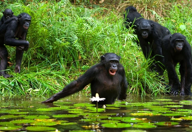 Tinh tinh rừng nhiệt đới đã biết đào giếng để lấy nước sạch uống - Ảnh 1. Tinh tinh rừng nhiệt đới đã biết đào giếng để lấy nước sạch uống - Ảnh 1.