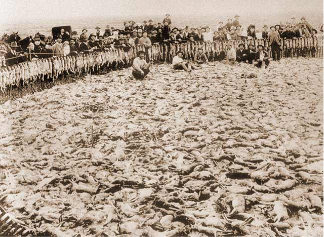 Cuộc tàn sát thỏ lớn nhất lịch sử: Khi virus không còn tiến hóa theo lối mòn - Ảnh 2. Cuộc tàn sát thỏ lớn nhất lịch sử: Khi virus không còn tiến hóa theo lối mòn - Ảnh 2.