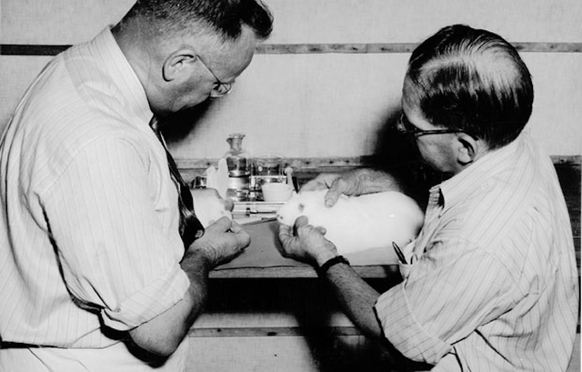 Cuộc tàn sát thỏ lớn nhất lịch sử: Khi virus không còn tiến hóa theo lối mòn - Ảnh 8. Cuộc tàn sát thỏ lớn nhất lịch sử: Khi virus không còn tiến hóa theo lối mòn - Ảnh 8.