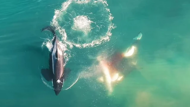 Video hiếm quay cảnh cá voi sát thủ hợp lực tiêu diệt cá mập trắng lớn, khẳng định sức mạnh của chúa tể trị đại dương - Ảnh 2. Video hiếm quay cảnh cá voi sát thủ hợp lực tiêu diệt cá mập trắng lớn, khẳng định sức mạnh của chúa tể trị đại dương - Ảnh 2.