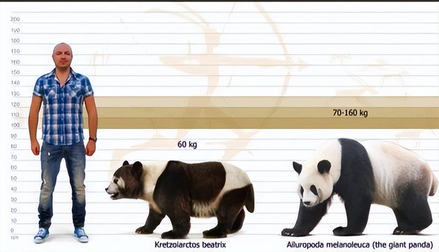 Quê hương gấu trúc có thể không phải ở Trung Quốc, mà là Châu Âu - Ảnh 7. Quê hương gấu trúc có thể không phải ở Trung Quốc, mà là Châu Âu - Ảnh 7.