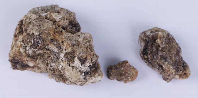 Nước mắt rồng: Tại sao sự bài tiết tự nhiên lại có giá trị hơn vàng? - Ảnh 2. Nước mắt rồng: Tại sao sự bài tiết tự nhiên lại có giá trị hơn vàng? - Ảnh 2.