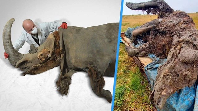 Việc hồi sinh các sinh vật thời tiền sử có thể dẫn đến mối đe dọa đối với con người? - Ảnh 1. Việc hồi sinh các sinh vật thời tiền sử có thể dẫn đến mối đe dọa đối với con người? - Ảnh 1.