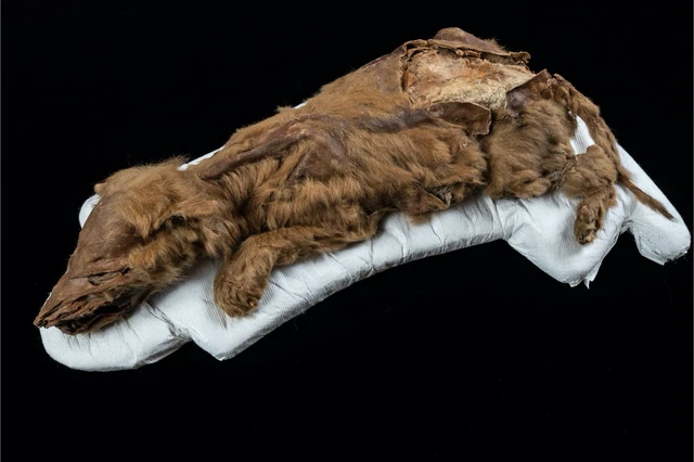 Việc hồi sinh các sinh vật thời tiền sử có thể dẫn đến mối đe dọa đối với con người? - Ảnh 2. Việc hồi sinh các sinh vật thời tiền sử có thể dẫn đến mối đe dọa đối với con người? - Ảnh 2.