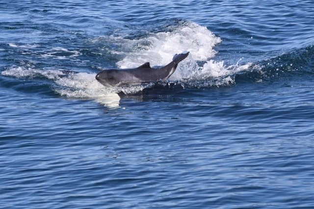 Tại sao cá voi sát thủ bắt nạt, thậm chí giết cả cá heo nhưng không ăn thịt chúng? - Ảnh 3. Tại sao cá voi sát thủ bắt nạt, thậm chí giết cả cá heo nhưng không ăn thịt chúng? - Ảnh 3.