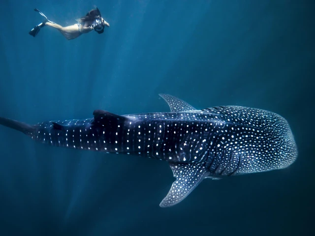 Nuôi cá mập voi trong bể cá khó đến mức nào? - Ảnh 3. Nuôi cá mập voi trong bể cá khó đến mức nào? - Ảnh 3.