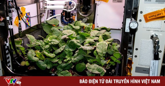 Thiết bị trồng rau dành cho phi hành gia Trung Quốc - Ảnh 1. Thiết bị trồng rau dành cho phi hành gia Trung Quốc - Ảnh 1.