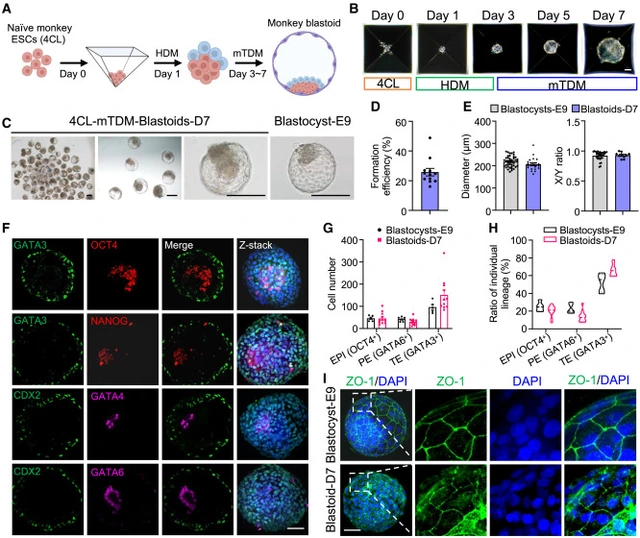 Đột ph&aacute;: Trung Quốc tạo ra ph&ocirc;i khỉ m&agrave; kh&ocirc;ng cần tới trứng v&agrave; tinh tr&ugrave;ng, 3 con khỉ c&aacute;i đ&atilde; mang thai nhờ đ&oacute; - Ảnh 4.