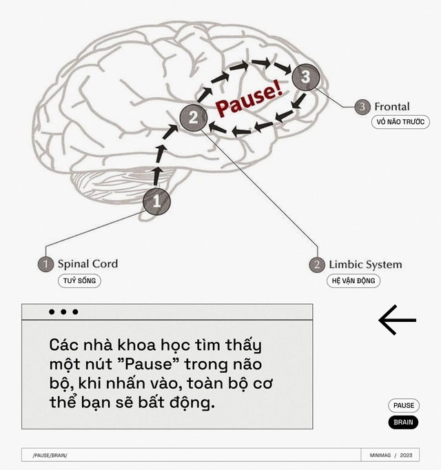 C&aacute;c nh&agrave; khoa học t&igrave;m thấy một n&uacute;t "Pause" trong n&atilde;o bộ, khi nhấn v&agrave;o, to&agrave;n bộ cơ thể bạn sẽ bất động - Ảnh 10.