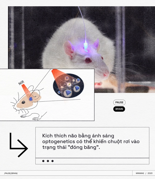 C&aacute;c nh&agrave; khoa học t&igrave;m thấy một n&uacute;t "Pause" trong n&atilde;o bộ, khi nhấn v&agrave;o, to&agrave;n bộ cơ thể bạn sẽ bất động - Ảnh 11.