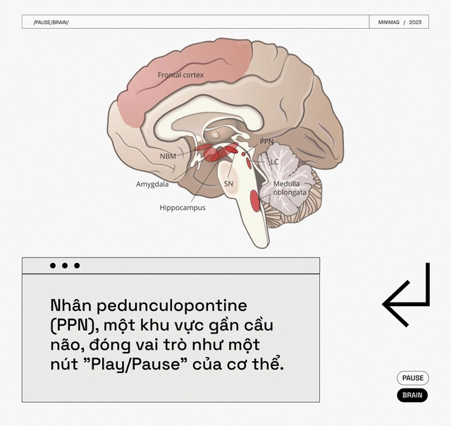 C&aacute;c nh&agrave; khoa học t&igrave;m thấy một n&uacute;t "Pause" trong n&atilde;o bộ, khi nhấn v&agrave;o, to&agrave;n bộ cơ thể bạn sẽ bất động - Ảnh 12.
