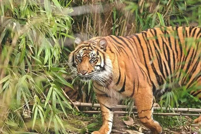 Trong 6 loài hổ hiện nay loài nào có khả năng chiến đấu giỏi nhất? - Ảnh 3. Trong 6 loài hổ hiện nay loài nào có khả năng chiến đấu giỏi nhất? - Ảnh 3.