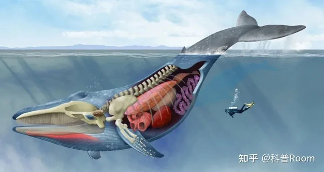 Điều gì xảy ra khi chúng ta vô tình bị hút vào bụng của cá voi? - Ảnh 2. Điều gì xảy ra khi chúng ta vô tình bị hút vào bụng của cá voi? - Ảnh 2.