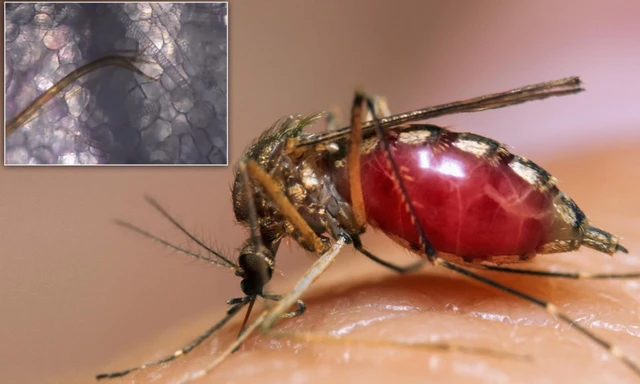 Quá trình hút máu của muỗi đáng sợ thế nào? - Ảnh 1. Quá trình hút máu của muỗi đáng sợ thế nào? - Ảnh 1.