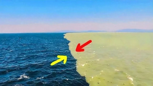 Tại sao vùng biển Đại Tây Dương và Thái Bình Dương không tương thích với nhau? - Ảnh 2. Tại sao vùng biển Đại Tây Dương và Thái Bình Dương không tương thích với nhau? - Ảnh 2.