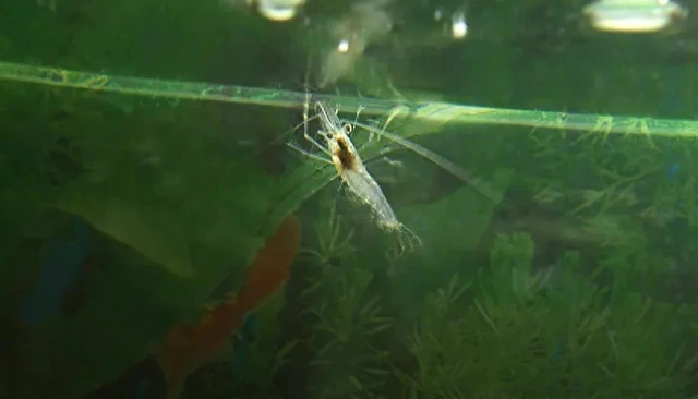 Tại sao cá voi xanh thích ăn cá và tôm nhỏ? - Ảnh 2. Tại sao cá voi xanh thích ăn cá và tôm nhỏ? - Ảnh 2.