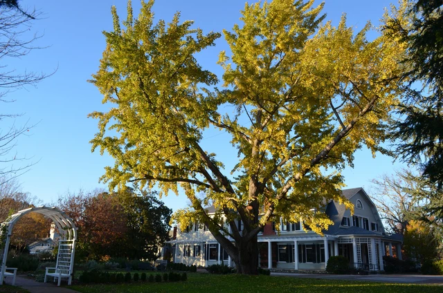 V&igrave; sao lo&agrave;i c&acirc;y được coi l&agrave; h&oacute;a thạch sống n&agrave;y đang bị đột biến v&agrave; đứng trước bờ vực tuyệt chủng? - Ảnh 5.