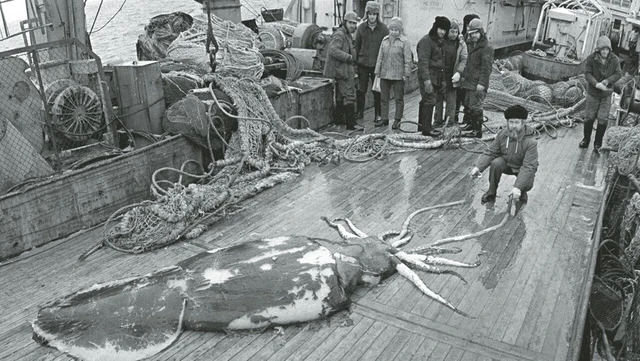 Tại sao người ta không ăn mực khổng lồ? - Ảnh 5. Tại sao người ta không ăn mực khổng lồ? - Ảnh 5.