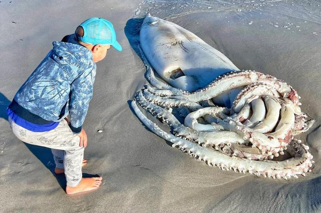 Tại sao người ta không ăn mực khổng lồ? - Ảnh 4. Tại sao người ta không ăn mực khổng lồ? - Ảnh 4.