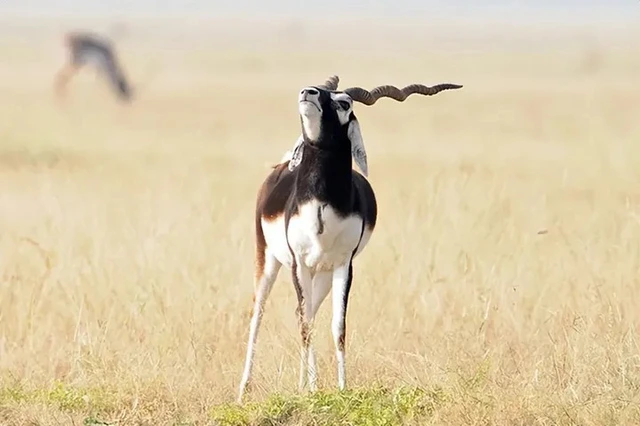 Tại sao linh dương lại được coi là vị vua của vườn thú?- Ảnh 2. Tại sao linh dương lại được coi là vị vua của vườn thú?- Ảnh 2.