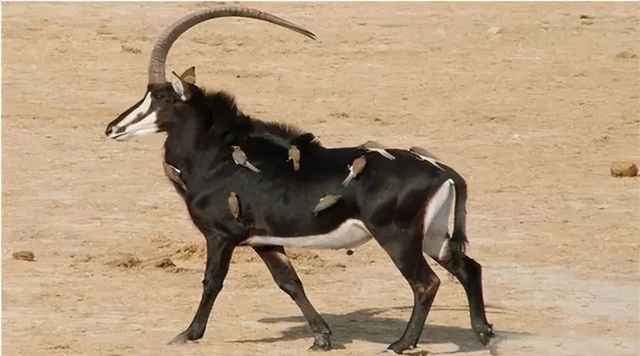 Tại sao linh dương lại được coi là vị vua của vườn thú?- Ảnh 3. Tại sao linh dương lại được coi là vị vua của vườn thú?- Ảnh 3.