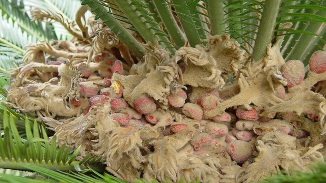 Chuyên gia tiết lộ việc "hóa thạch sống" thực vật sinh sản tự nhiên khó đến mức nào- Ảnh 5. Chuyên gia tiết lộ việc "hóa thạch sống" thực vật sinh sản tự nhiên khó đến mức nào- Ảnh 5.