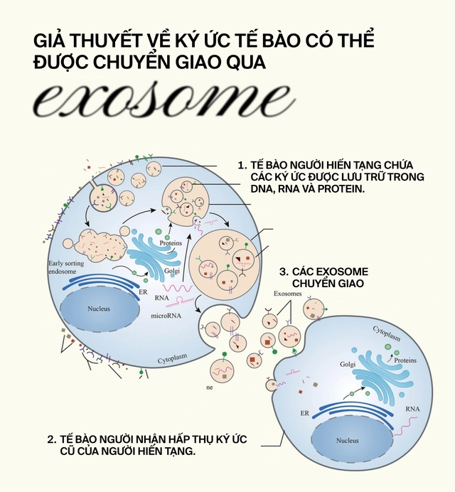 Nếu k&yacute; ức tồn tại trong tr&aacute;i tim: Liệu một phần người hiến tim vẫn c&ograve;n sống, b&ecirc;n trong cơ thể người nhận tạng gh&eacute;p?- Ảnh 7.