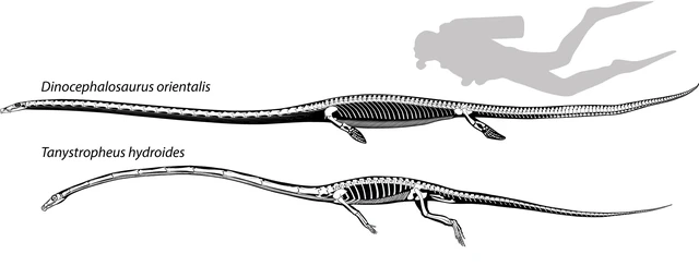 C&aacute;c nh&agrave; khoa học ch&iacute;nh thức tiết lộ h&oacute;a thạch của lo&agrave;i 'rồng' Trung Quốc!- Ảnh 3.
