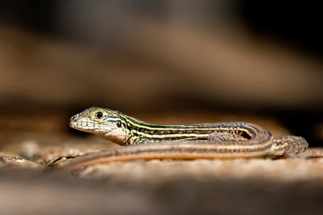 Bí ẩn về sinh vật chỉ toàn con cái, nhưng vẫn có thể sinh sản một cách bình thường!- Ảnh 1. Bí ẩn về sinh vật chỉ toàn con cái, nhưng vẫn có thể sinh sản một cách bình thường!- Ảnh 1.