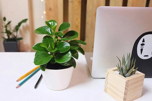 Check list đồ nên mua khi đi chơi Tết: Giá trị nhỏ nhưng ý nghĩa lớn- Ảnh 1. Check list đồ nên mua khi đi chơi Tết: Giá trị nhỏ nhưng ý nghĩa lớn- Ảnh 1.