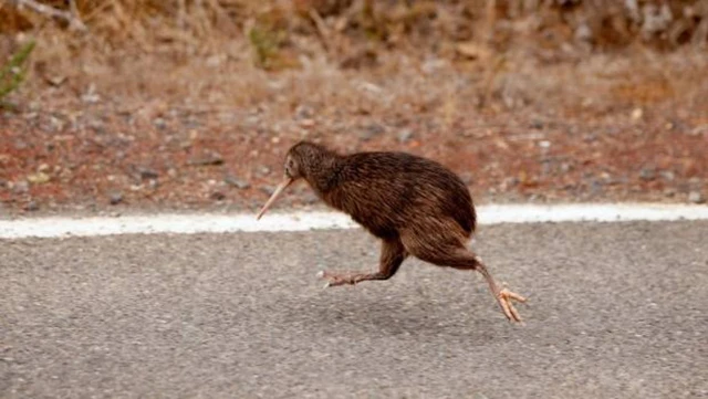 Tại sao chim kiwi lại tiến h&oacute;a kh&ocirc;ng c&oacute; c&aacute;nh nhưng lại c&oacute; khứu gi&aacute;c rất nhạy?- Ảnh 1.