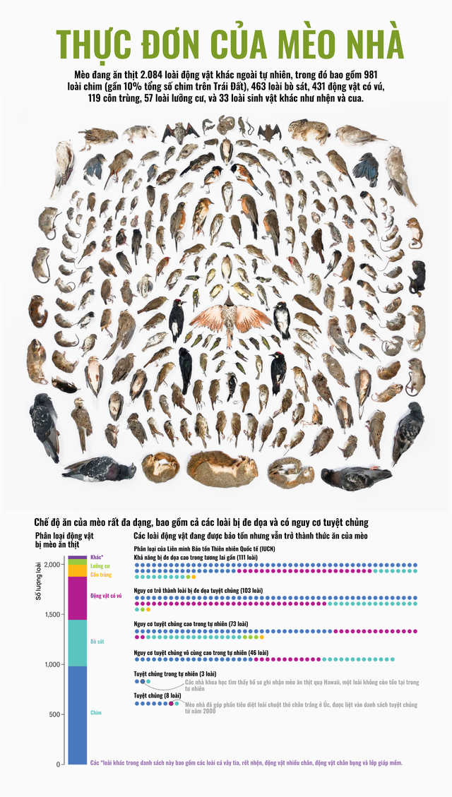 Mèo của bạn ở nhà ngoan lắm, nhưng một khi lẻn được ra ngoài, chúng sẽ trở thành nỗi khiếp sợ của hệ sinh thái- Ảnh 11. Mèo của bạn ở nhà ngoan lắm, nhưng một khi lẻn được ra ngoài, chúng sẽ trở thành nỗi khiếp sợ của hệ sinh thái- Ảnh 11.