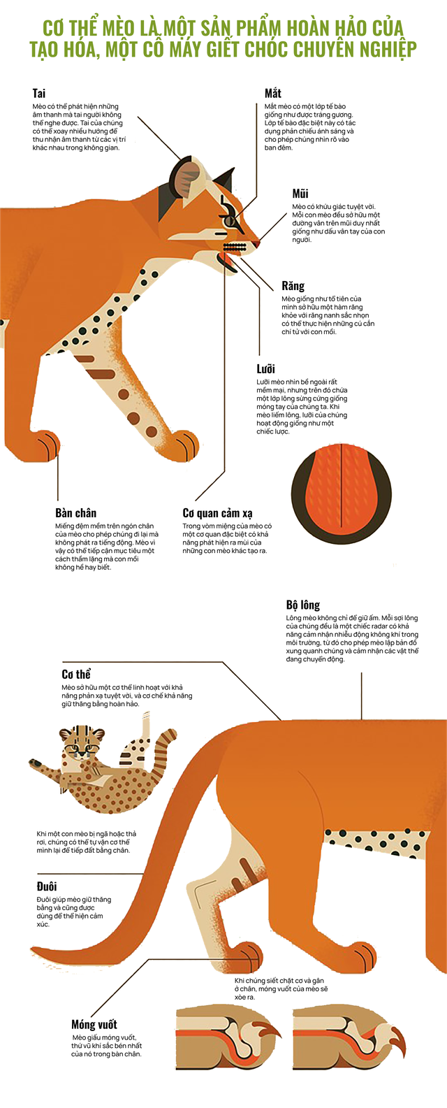 M&egrave;o của bạn ở nh&agrave; ngoan lắm, nhưng một khi lẻn được ra ngo&agrave;i, ch&uacute;ng sẽ trở th&agrave;nh nỗi khiếp sợ của hệ sinh th&aacute;i- Ảnh 14.