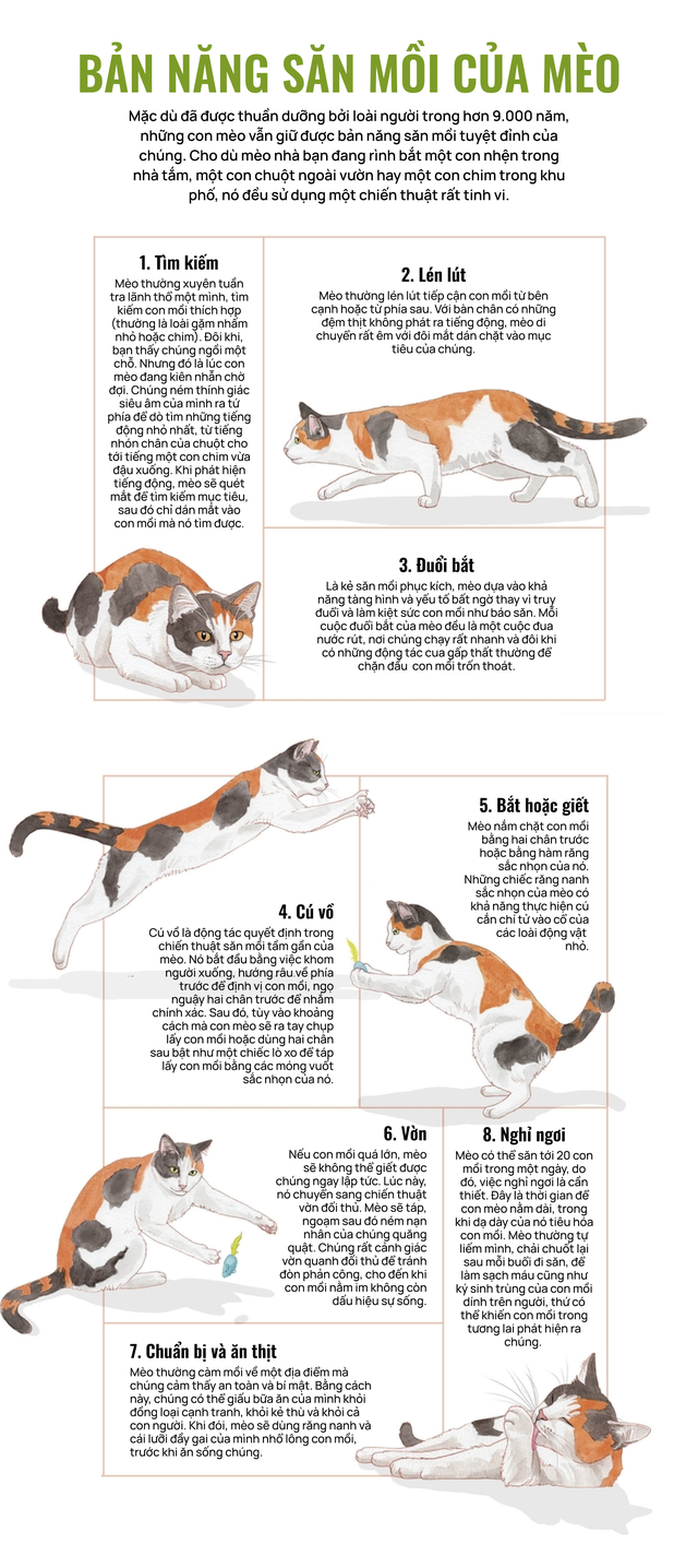 M&egrave;o của bạn ở nh&agrave; ngoan lắm, nhưng một khi lẻn được ra ngo&agrave;i, ch&uacute;ng sẽ trở th&agrave;nh nỗi khiếp sợ của hệ sinh th&aacute;i- Ảnh 15.