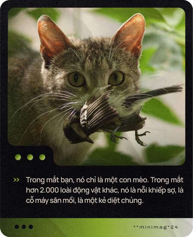 Mèo của bạn ở nhà ngoan lắm, nhưng một khi lẻn được ra ngoài, chúng sẽ trở thành nỗi khiếp sợ của hệ sinh thái- Ảnh 1. Mèo của bạn ở nhà ngoan lắm, nhưng một khi lẻn được ra ngoài, chúng sẽ trở thành nỗi khiếp sợ của hệ sinh thái- Ảnh 1.