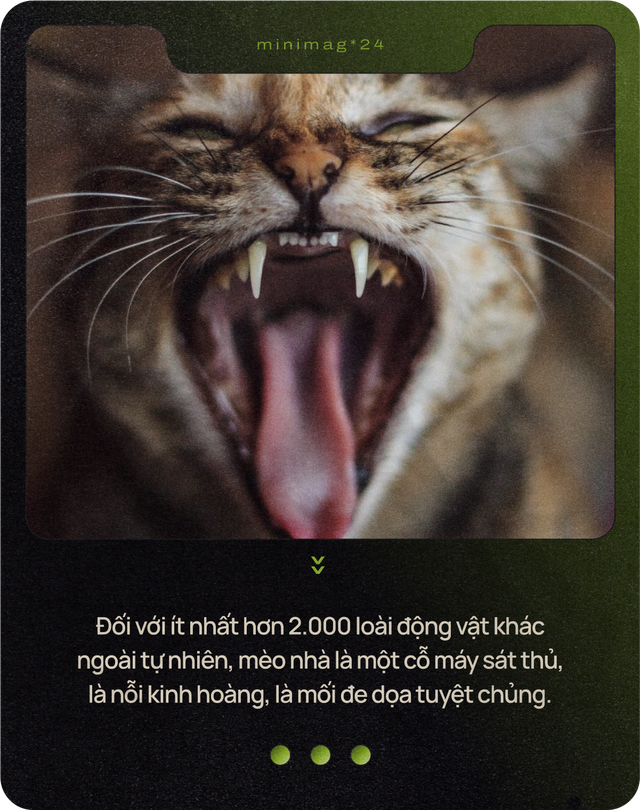 Mèo của bạn ở nhà ngoan lắm, nhưng một khi lẻn được ra ngoài, chúng sẽ trở thành nỗi khiếp sợ của hệ sinh thái- Ảnh 18. Mèo của bạn ở nhà ngoan lắm, nhưng một khi lẻn được ra ngoài, chúng sẽ trở thành nỗi khiếp sợ của hệ sinh thái- Ảnh 18.